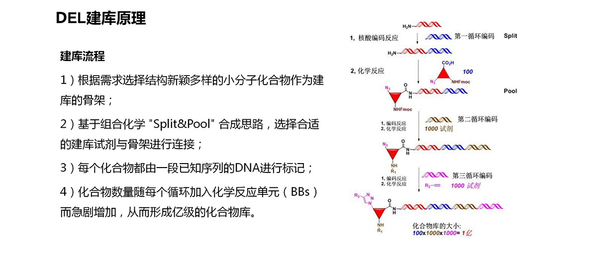 DEL高通量药物筛选平台(图6)